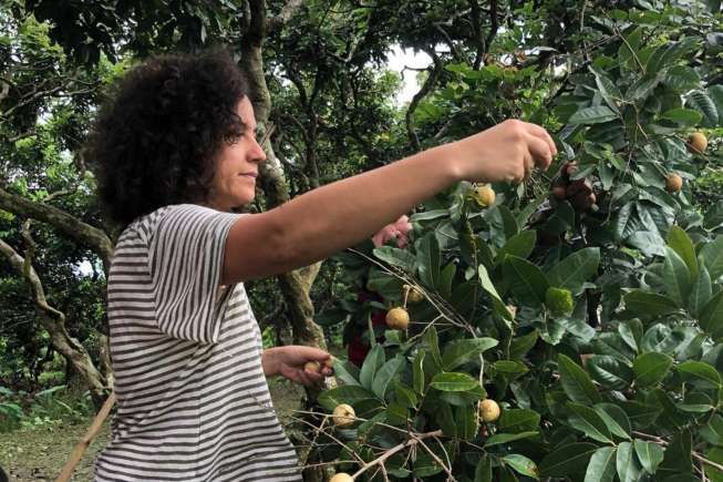 Visit fruit orchards with tropical fruits