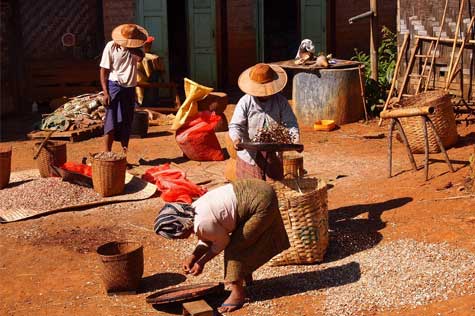 Explore the culture of Pattupauk, where the Pao locals showcase a variety of traditional clothes