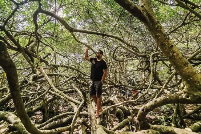 visit Gian Gua - Giant Ficus Tree