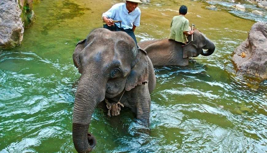 Join in washing elephants in the river with the mahouts if you wish to.