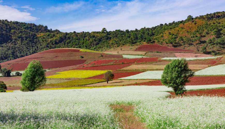 explore the forest area and view colorful butterflies in Kalaw
